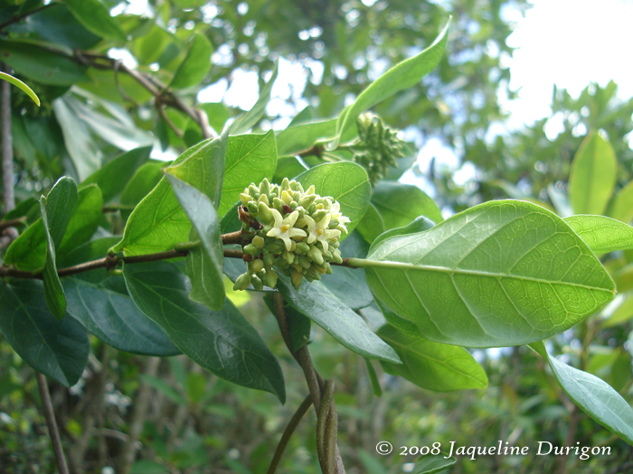 Forsteronia leptocarpa