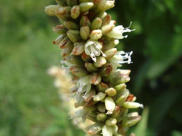 Polygonum acuminatum