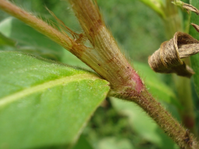 Polygonum acuminatum