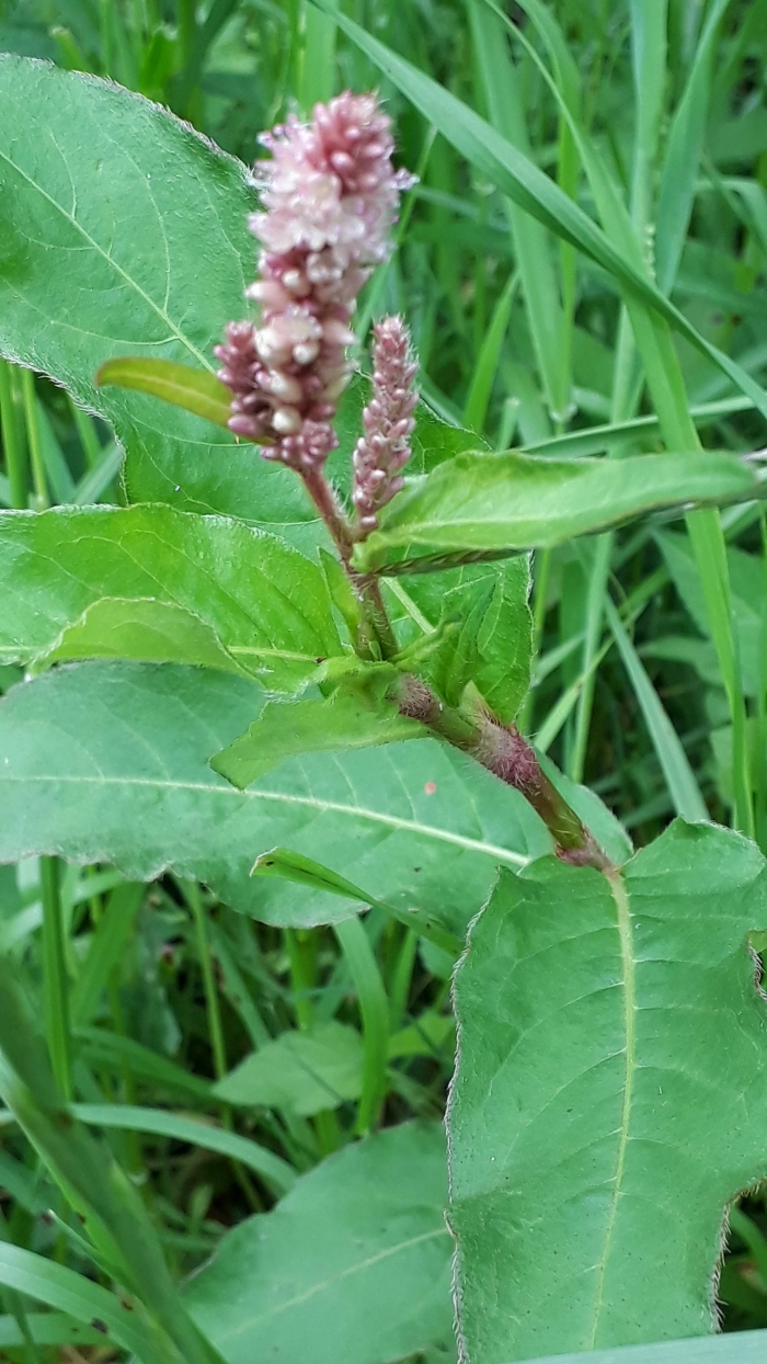 Polygonum acuminatum