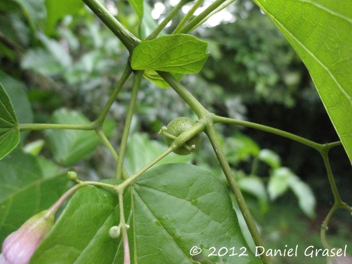 Tanaecium selloi