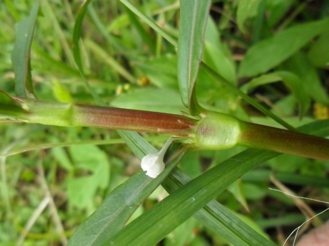 Diodia saponariifolia