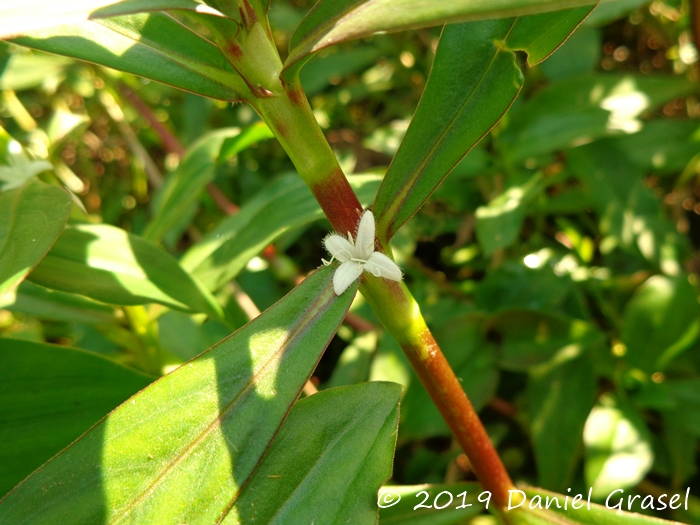 Diodia saponariifolia