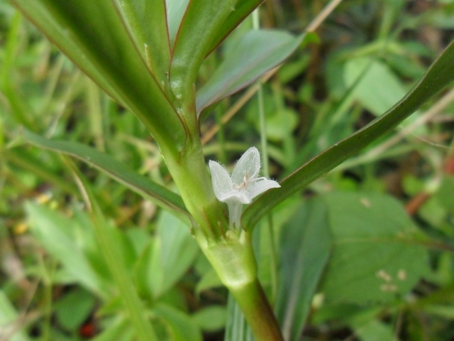 Diodia saponariifolia