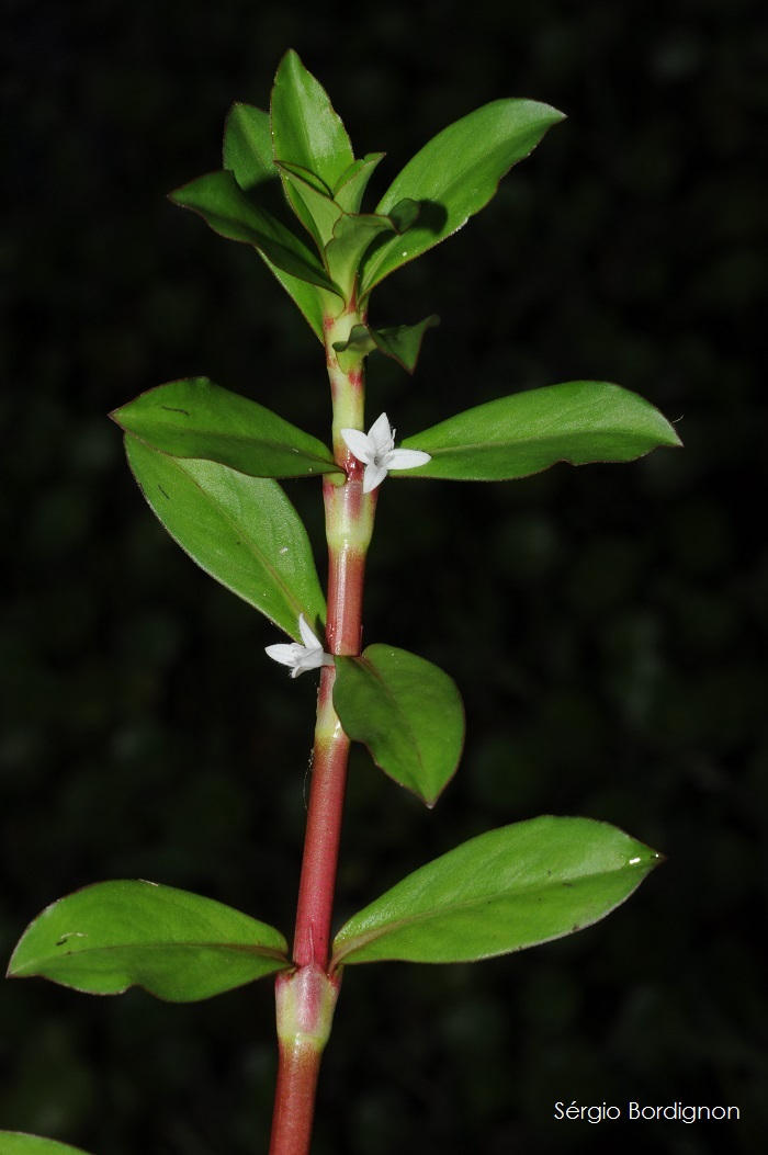 Diodia saponariifolia