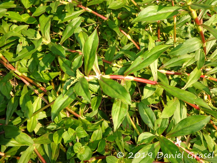 Diodia saponariifolia