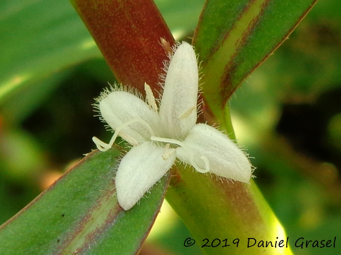 Diodia saponariifolia