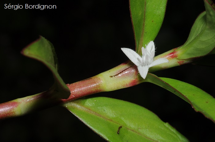 Diodia saponariifolia