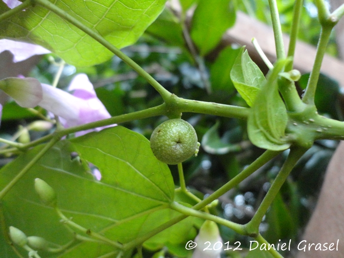 Tanaecium selloi