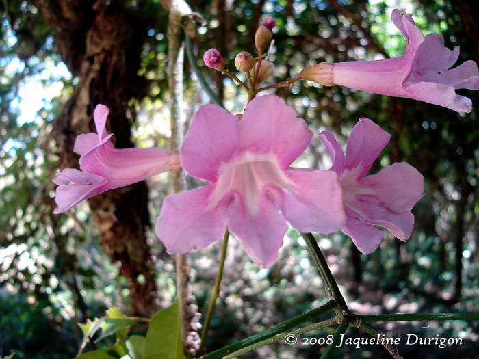 Tanaecium selloi