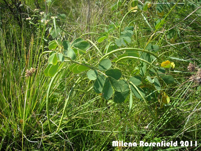Senna obtusifolia