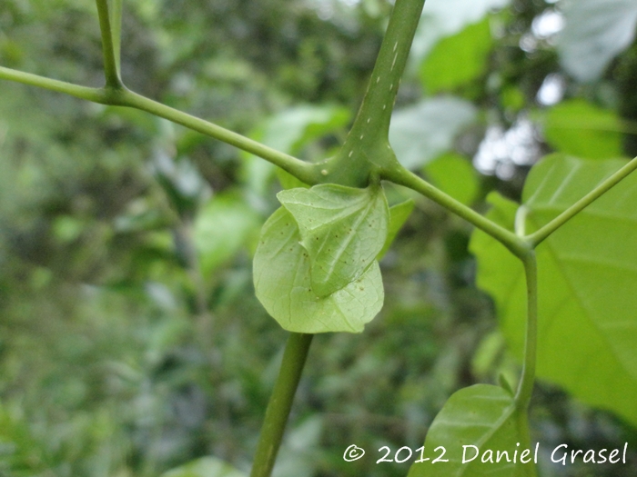 Tanaecium selloi