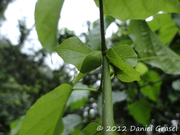 Tanaecium selloi