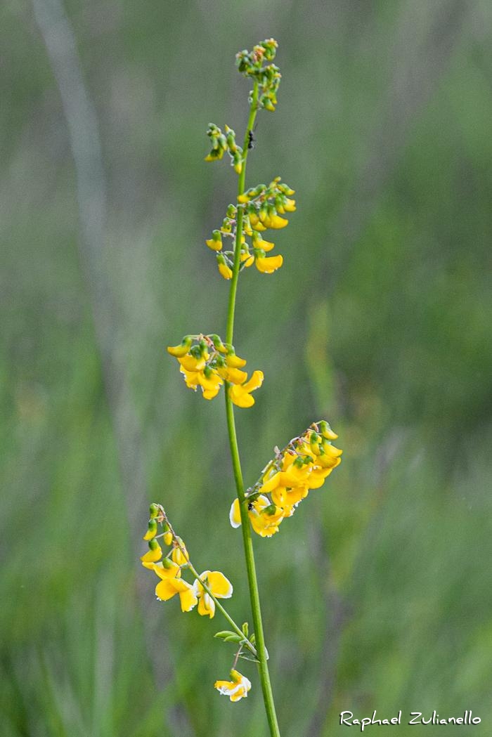 Poiretia latifolia