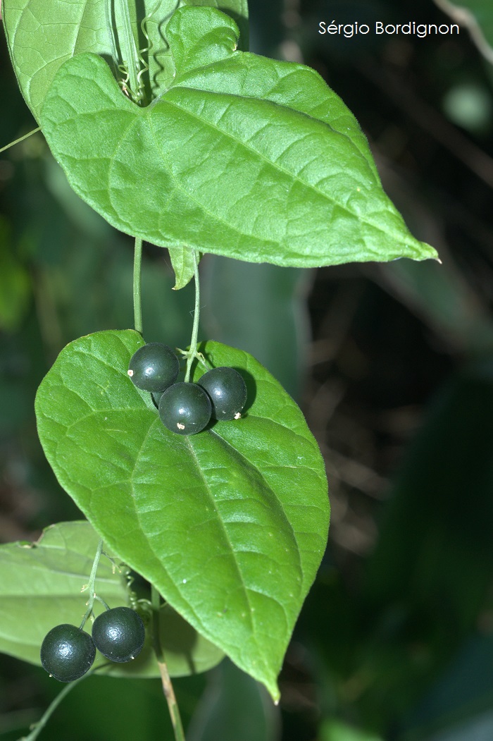 Sicydium gracile