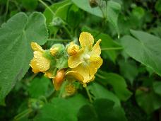 Abutilon umbelliflorum