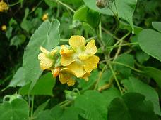 Abutilon umbelliflorum