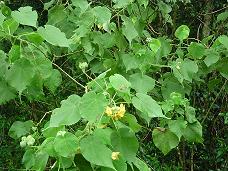 Abutilon umbelliflorum