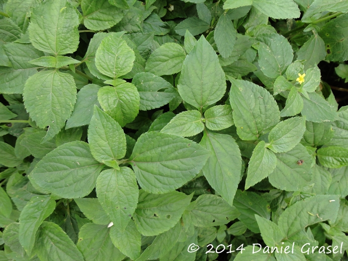 Calyptocarpus brasiliensis