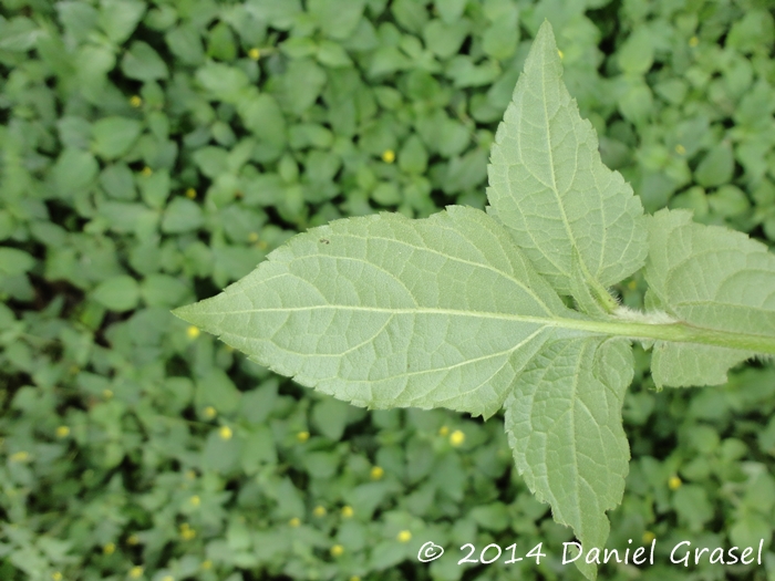 Calyptocarpus brasiliensis