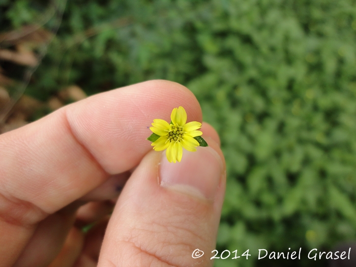 Calyptocarpus brasiliensis