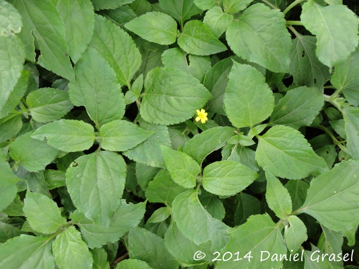 Calyptocarpus brasiliensis