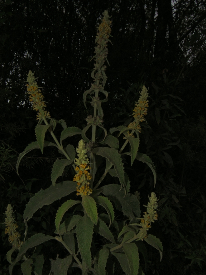 Buddleja stachyoides