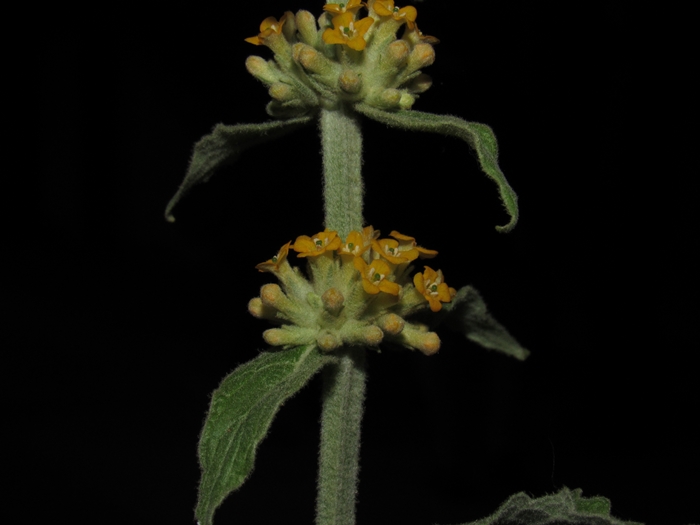 Buddleja stachyoides