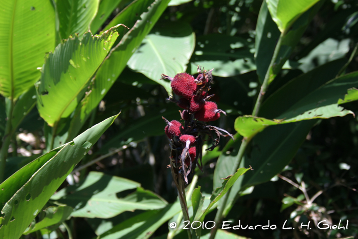 Canna indica