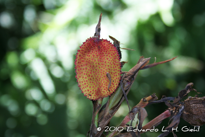 Canna indica