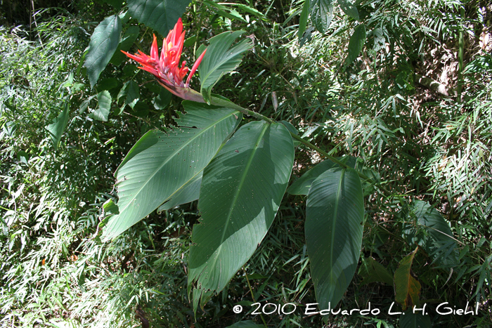 Canna indica