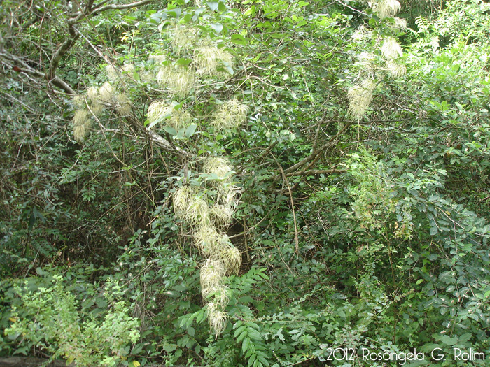 Clematis dioica