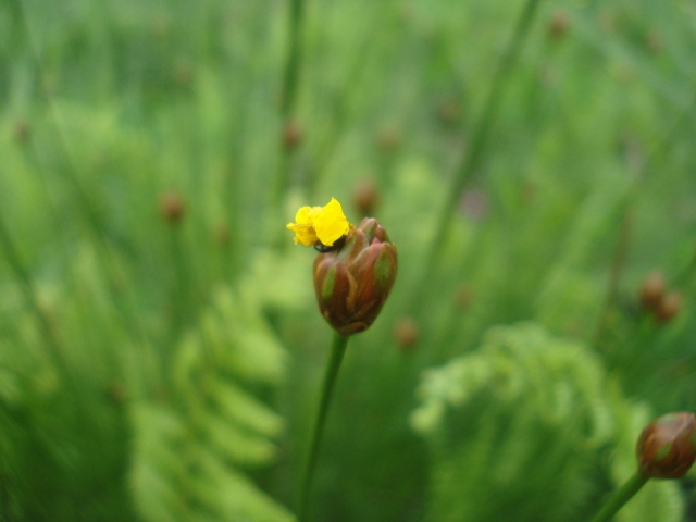 Xyris capensis