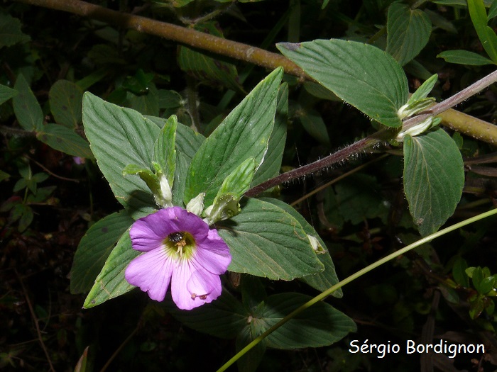 Caesarea albiflora