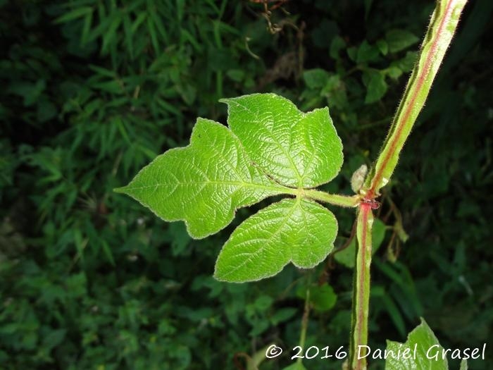 Cissus sulcicaulis