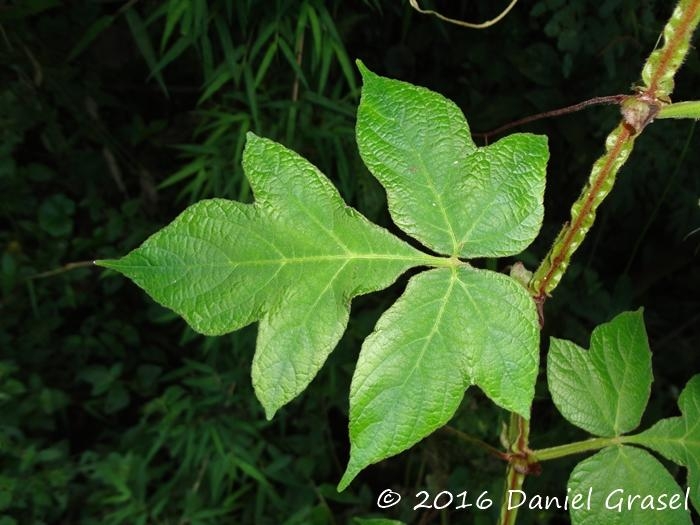 Cissus sulcicaulis