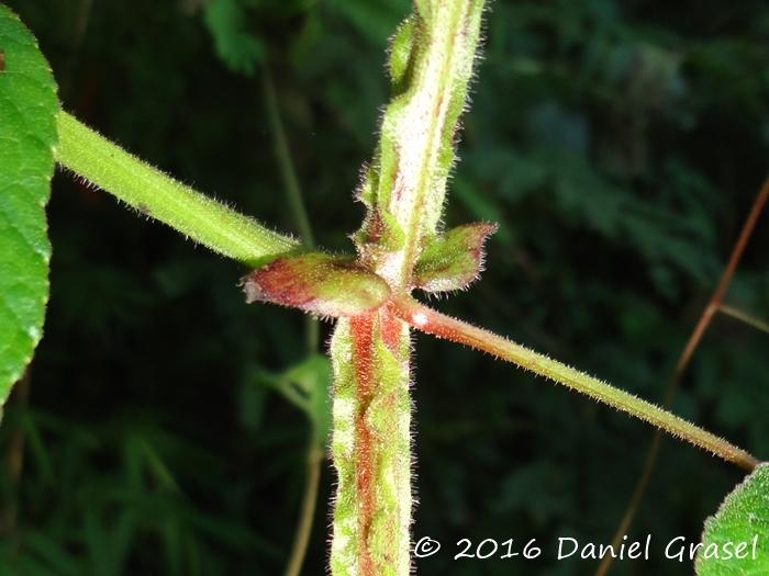 Cissus sulcicaulis