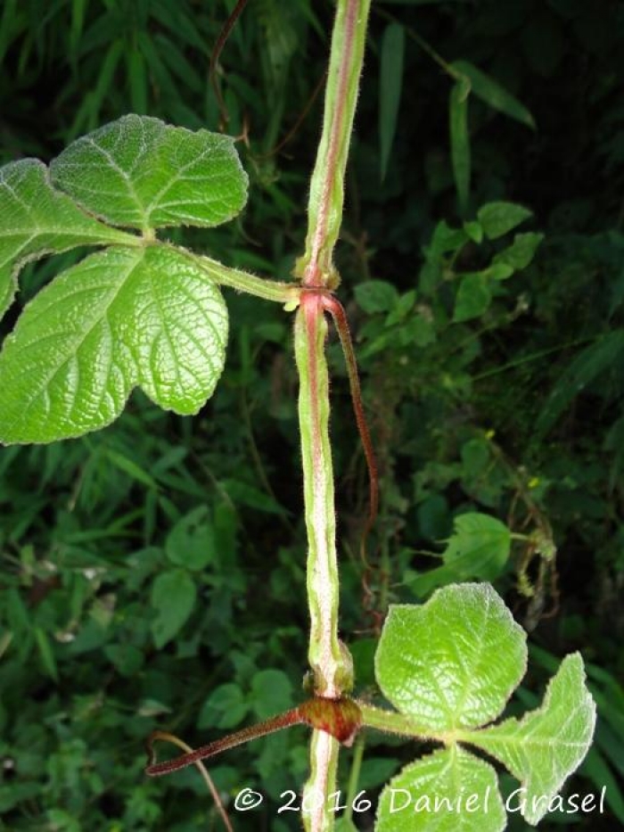 Cissus sulcicaulis