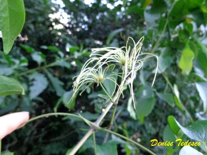 Clematis dioica