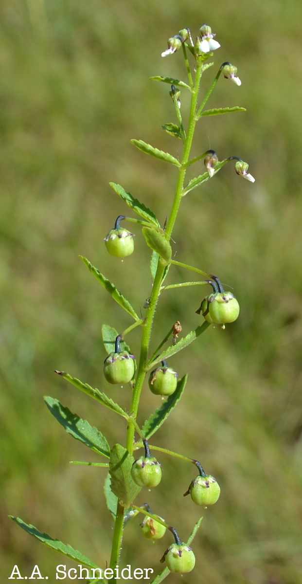 Hybanthus parviflorus