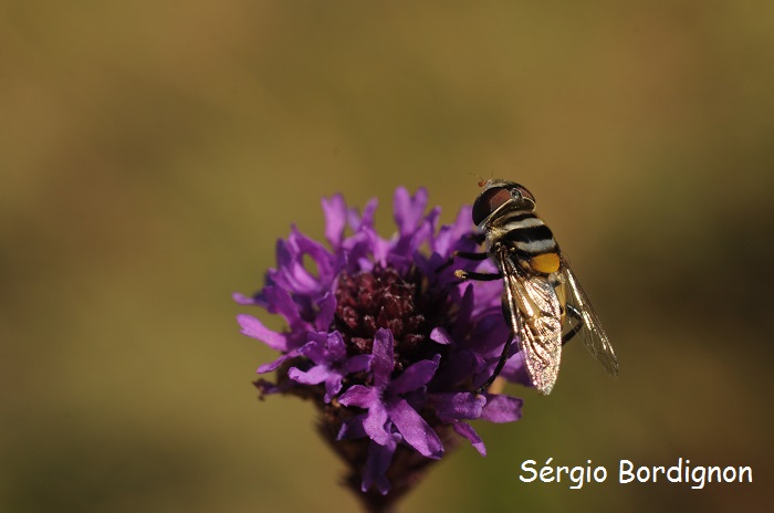 Verbena sagittalis