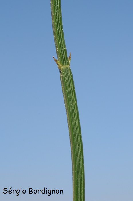 Verbena sagittalis