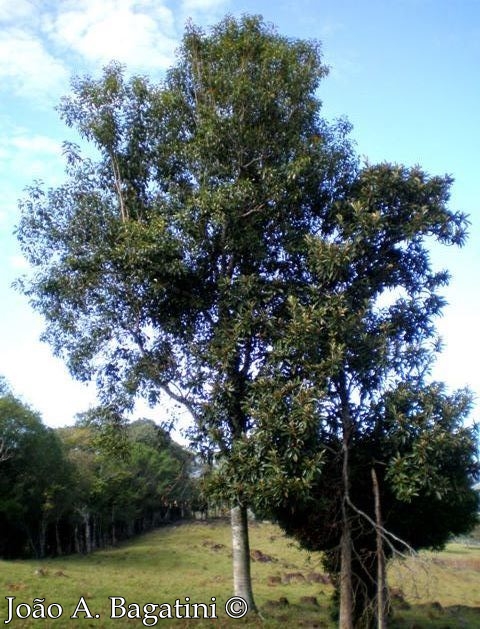 Roupala brasiliensis