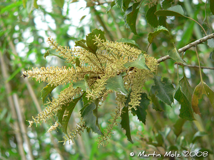 Roupala brasiliensis