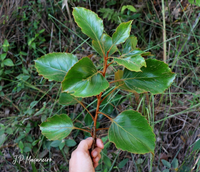 Roupala brasiliensis