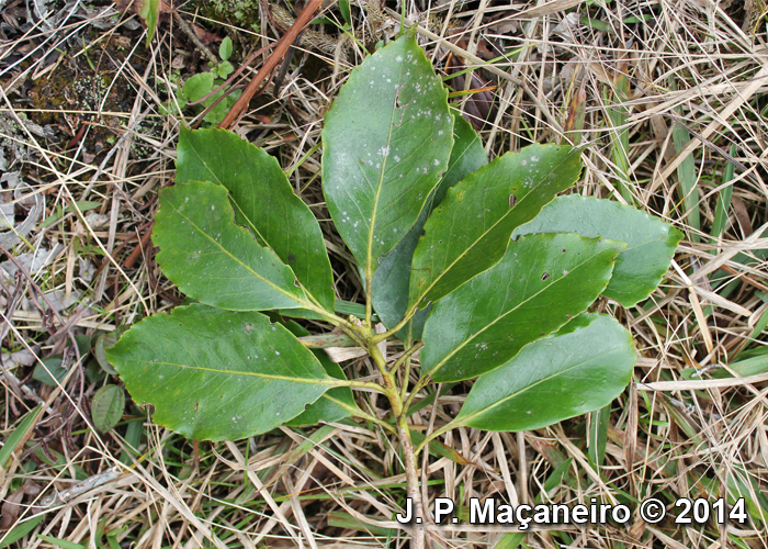 Roupala brasiliensis