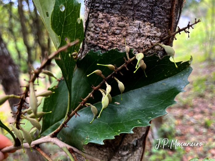 Roupala brasiliensis