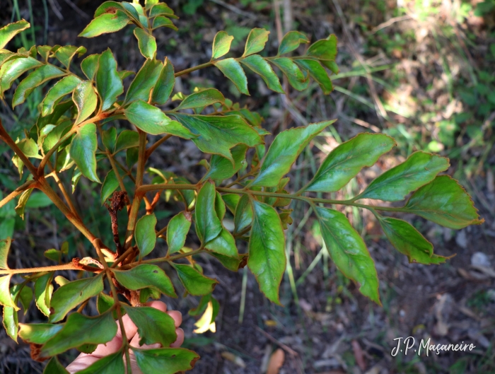 Roupala brasiliensis