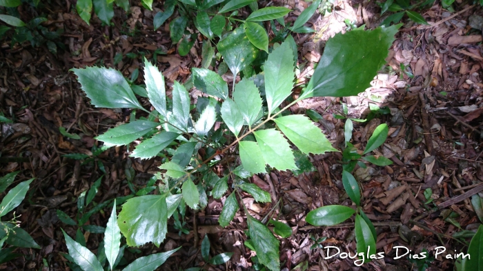 Roupala brasiliensis