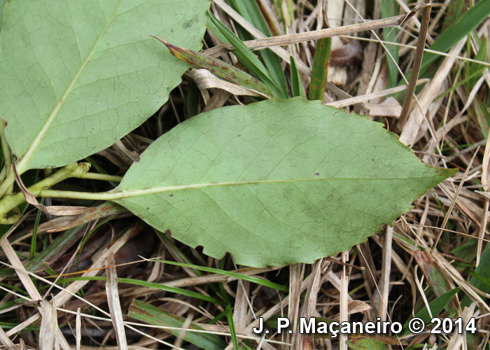 Roupala brasiliensis